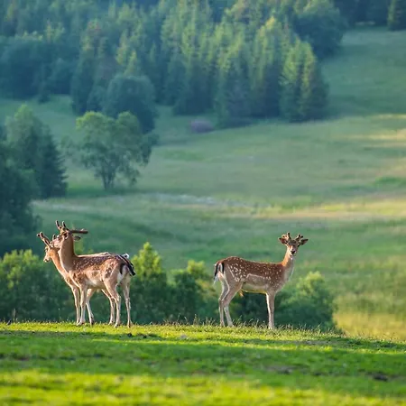 Vendégház šafrán 3*