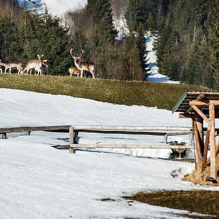 šafrán Vendégház
